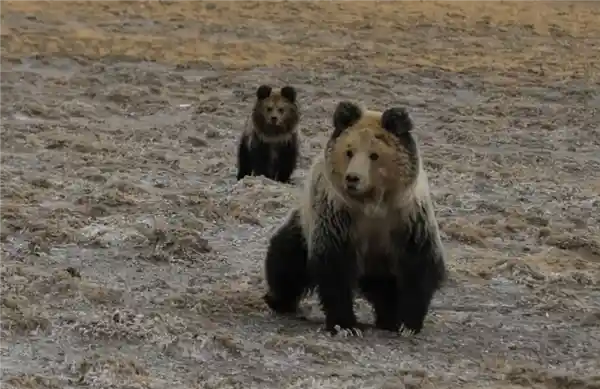 甘肃孕妇遭黑熊袭击装死脱险，神秘原因引热议