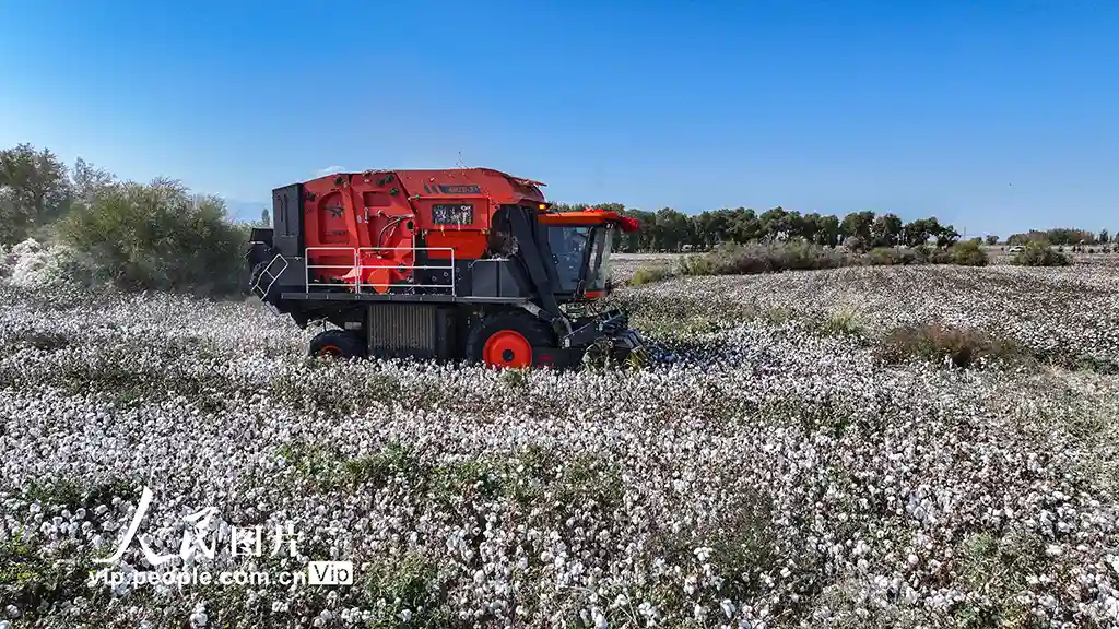 新疆乌苏银浪翻滚！机械化采棉上演秋日丰收大片