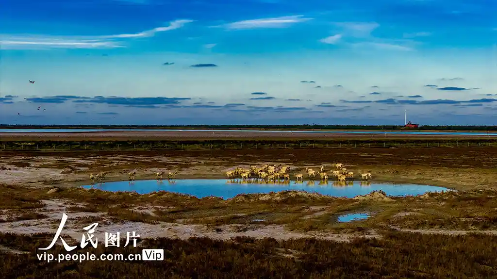 盐蒿染红秋日画卷，东台上演自然美学盛宴