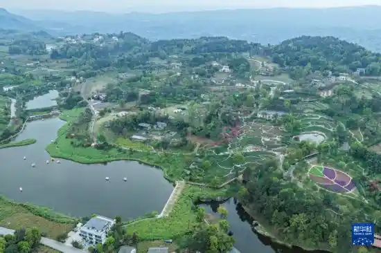 花海经济绽放巴南乡村，绘就乡村振兴新画卷